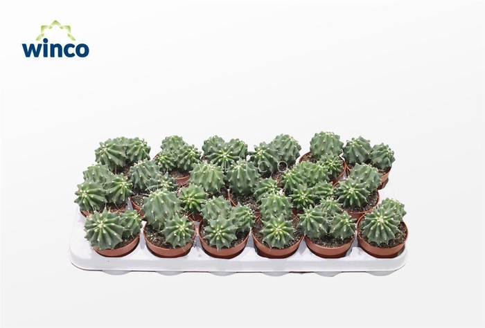 <h4>Ferocactus Glaucescends Inermis (group)</h4>