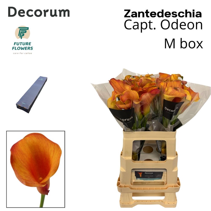 <h4>ZANT CAPT ODEON MEDIUM BOX 55 CM 40 ST.</h4>