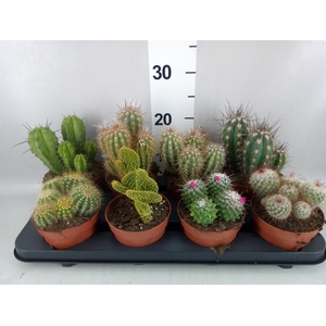 Cactus   ...mix