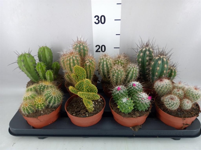 <h4>Cactus   ...mix</h4>