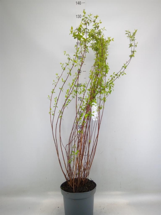 <h4>Philadelphus   ...</h4>