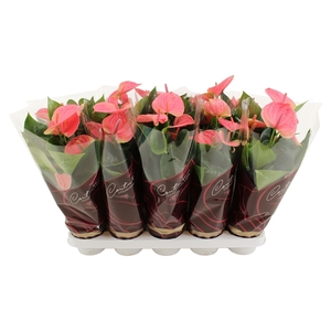 Anthurium Sweet Dream in Couture Diamond sleeve