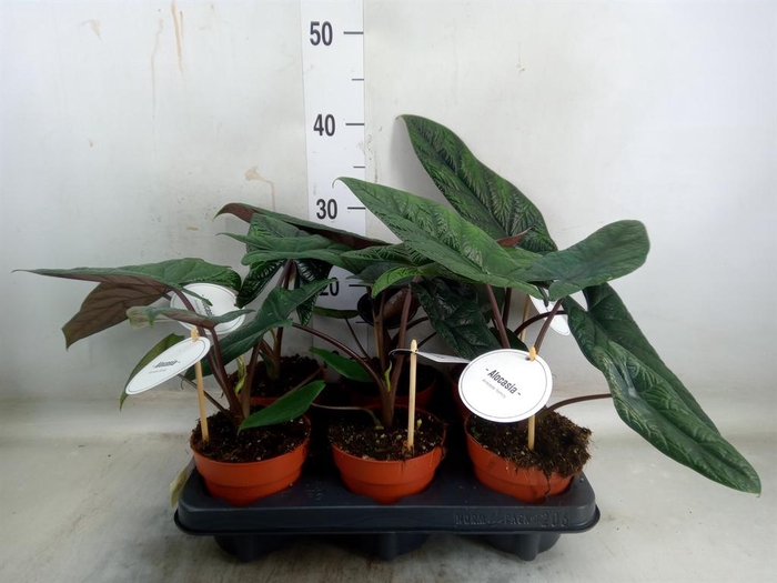 <h4>Alocasia scalprum</h4>