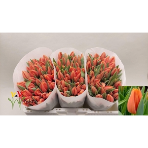 TU EN PR CATH-AMALIA