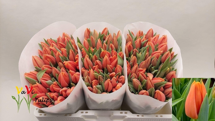 <h4>TU EN PR CATH-AMALIA</h4>