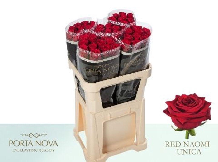 <h4>Rosa large red naomi! Unica Porta Nova</h4>