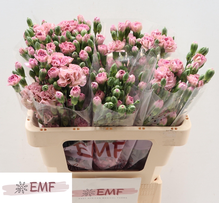 <h4>DI TR MOCHA SWEET</h4>