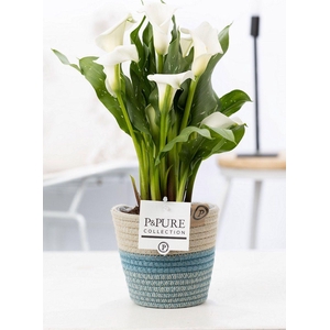 Zantedeschia white in P&PURE Fashionpot Valerie