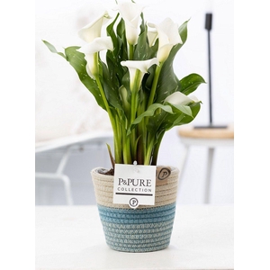 Zantedeschia white in P&PURE Fashionpot Valerie