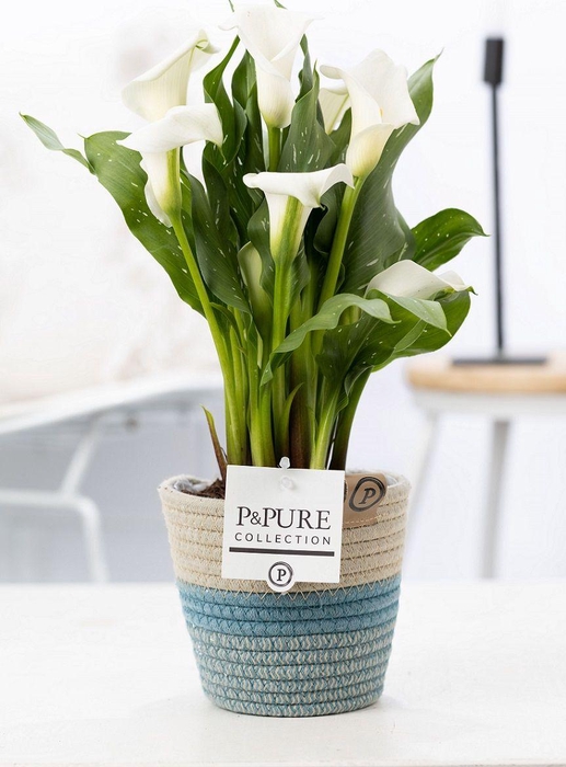 <h4>Zantedeschia white in P&PURE Fashionpot Valerie</h4>