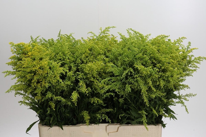 <h4>Solidago Tara Gold</h4>