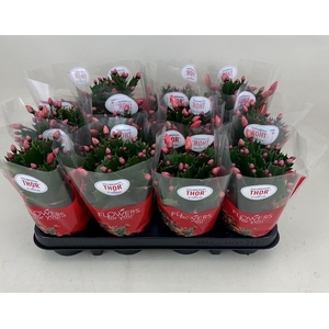 Schlumbergera   ...