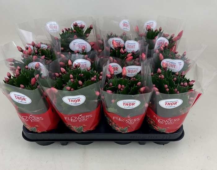 <h4>Schlumbergera   ...</h4>