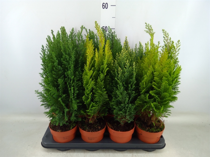 <h4>Conifers   ...mix</h4>