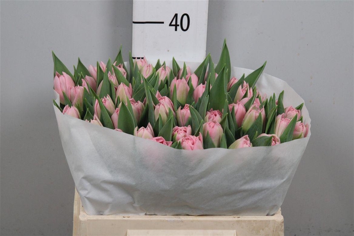 <h4>Tu Du Dreamer</h4>