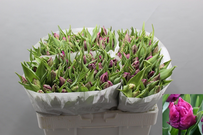 <h4>TU PA PARROT PRINCE</h4>