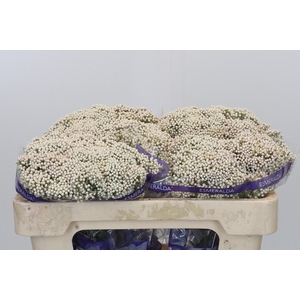 Ozothamnus Cooks Snow White