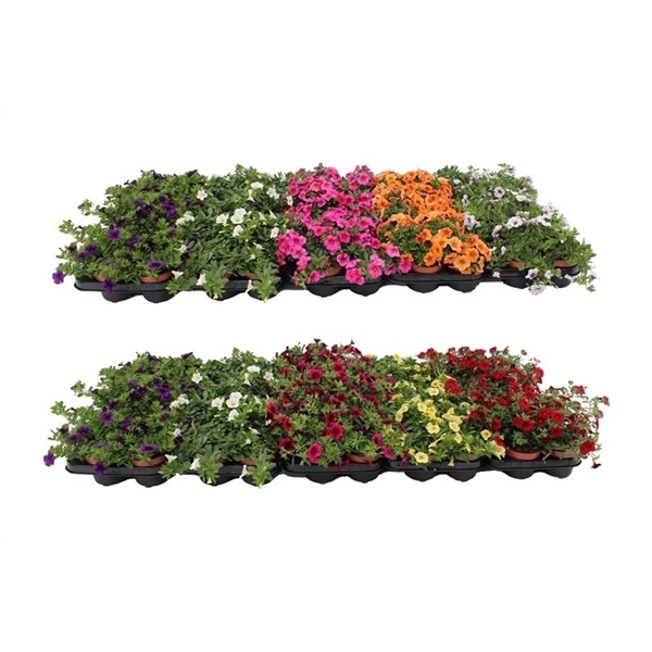 <h4>Calibrachoa Mix Layer</h4>
