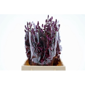 Dendro Black Beauty Sg