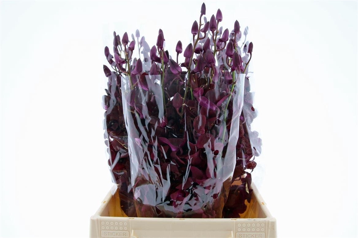 <h4>Dendro Black Beauty Sg</h4>