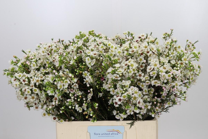 <h4>Chamelaucium Janelle</h4>