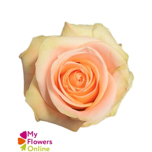 R Gr Tiffany! Peach 50cm EC