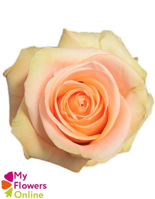 <h4>R Gr Tiffany! Peach 50cm EC</h4>