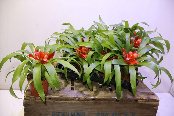 <h4>arr8 Guzm Tempo</h4>