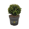 Ilex crenata Dark Green