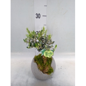 Arr.   Tuinplanten L%