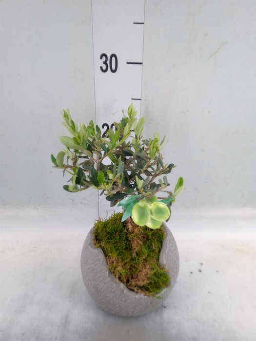 <h4>Arr.   Tuinplanten L%</h4>