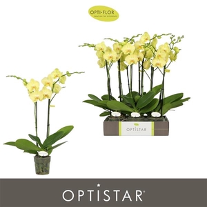 Phalaenopsis Anthura Ferrara