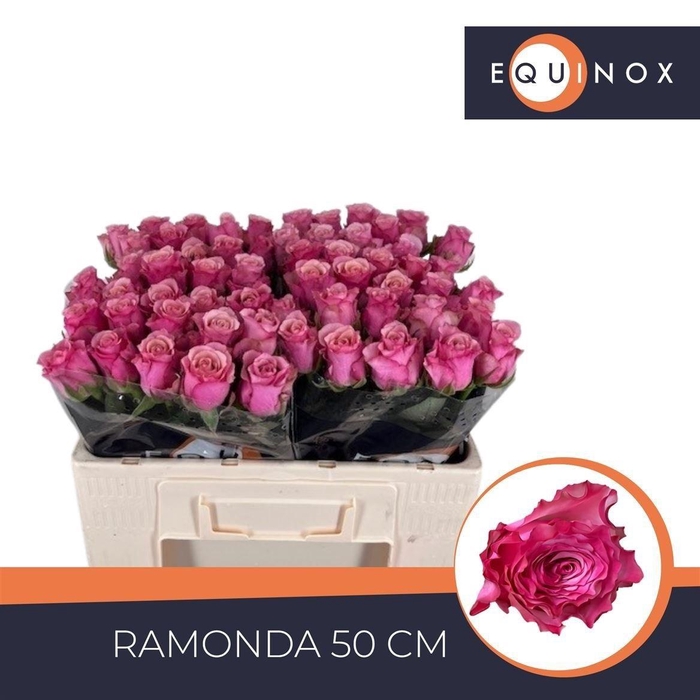 <h4>R Gr Ramonda</h4>