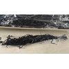 PF Amaranthus Hang Black Bs