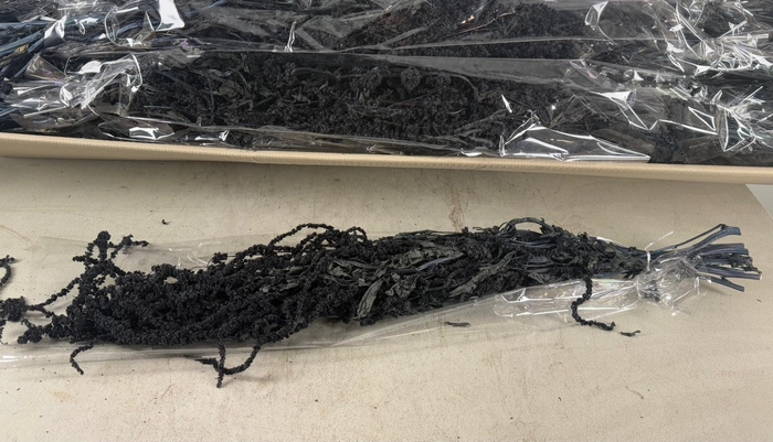 <h4>PF Amaranthus Hang Black Bs</h4>