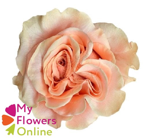 <h4>R Gr Phoenix Peach 50cm EC</h4>