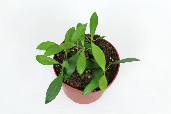 <h4>Hoya Noona 12 cm</h4>