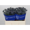 Eryngium Blue Dynamite