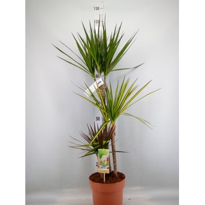 Dracaena marg.   ..mix 3