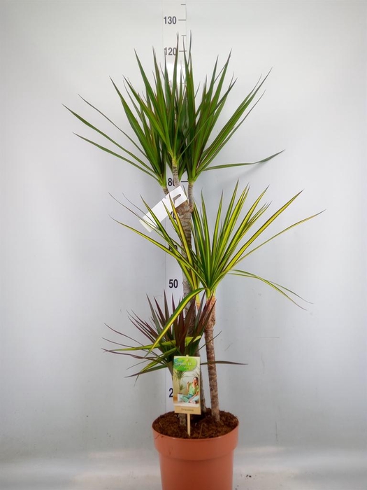 <h4>Dracaena marg.   ..mix 3</h4>