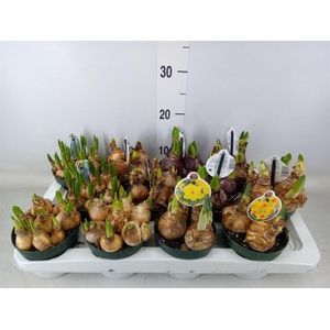 Flowerbulbs, corns or tubers   ...