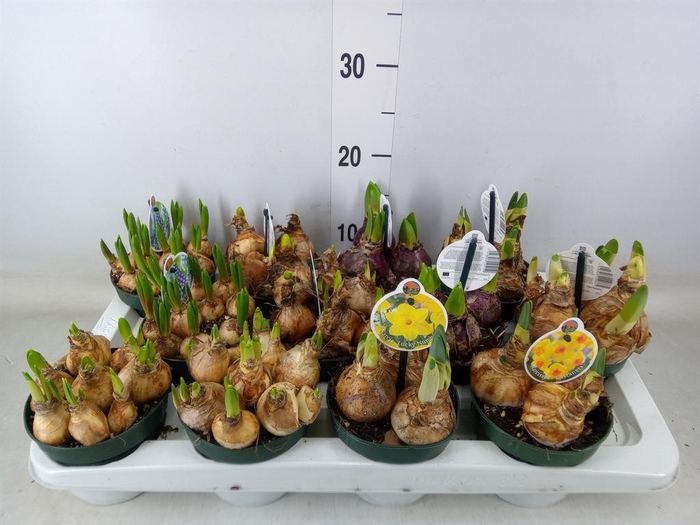 <h4>Flowerbulbs, corns or tubers   ...</h4>