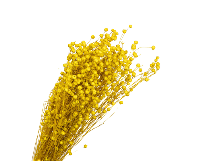 Lino Vlas Yellow
