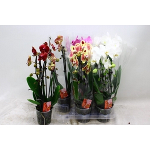 PHAL EL CASCADE