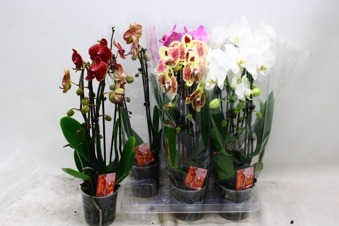<h4>PHAL EL CASCADE</h4>