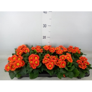 Primula ac. 'Cottage'