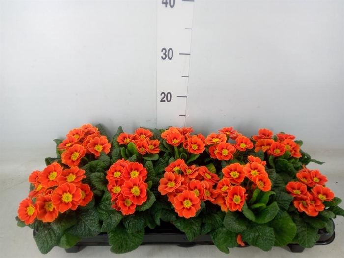 <h4>Primula ac. 'Cottage'</h4>