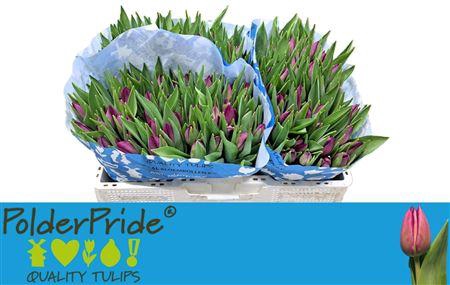 <h4>Tu En Gomera</h4>