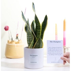 Sansevieria Gift 