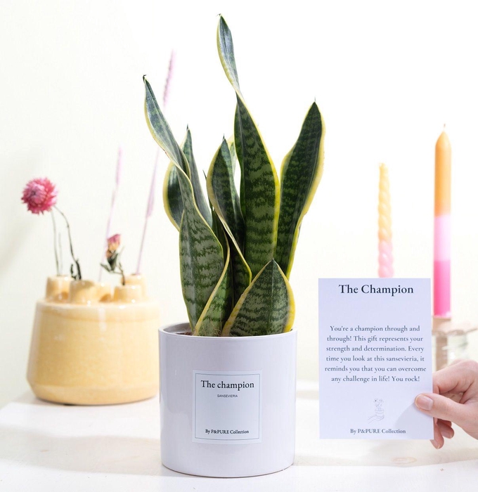 <h4>Sansevieria Gift "The champion" WITH GREETING CARD!!!</h4>